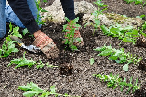 Pruned shrubs in a Fitzrovia garden